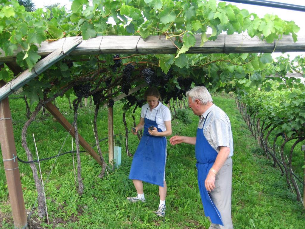 Hotel Steinegger Eppan Appiano Sulla Strada Del Vino